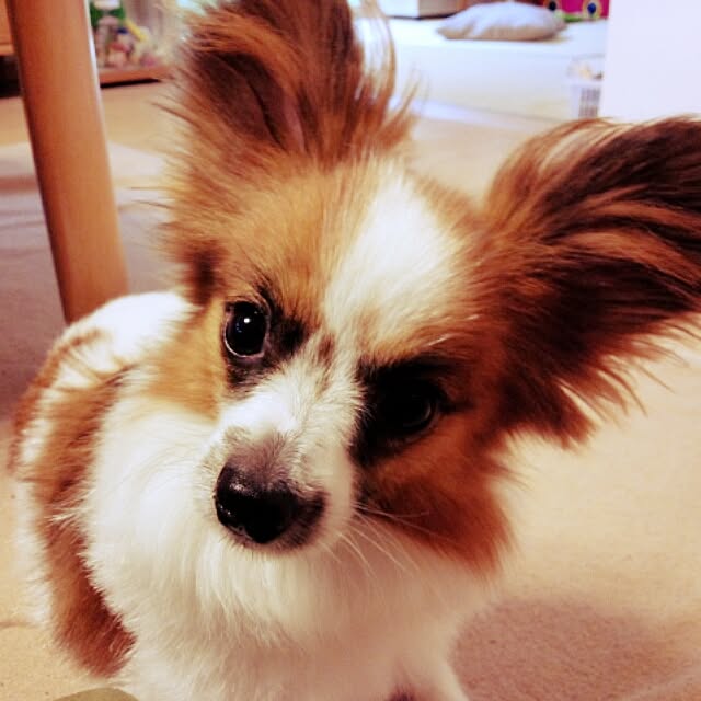 HachIさんの実例写真