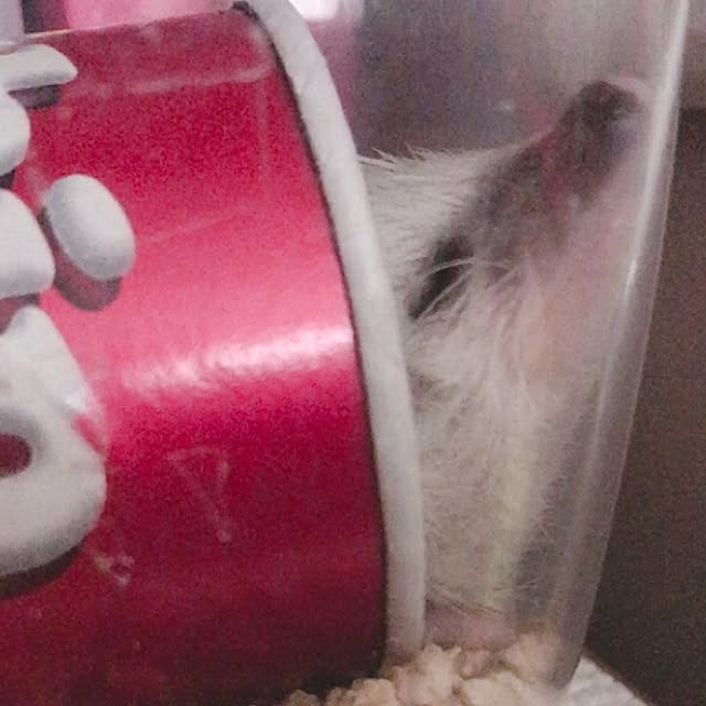 Sarionさんの実例写真