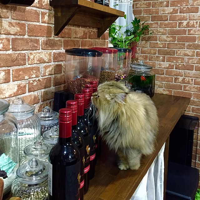 butachanさんの実例写真