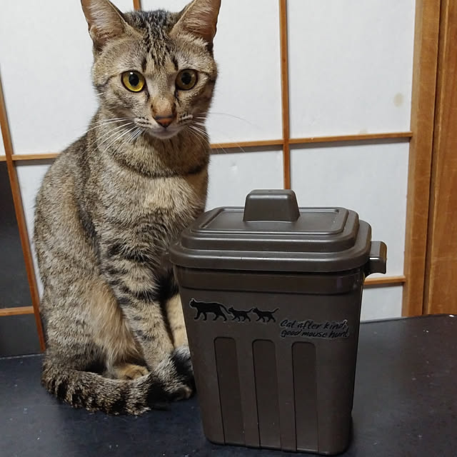 tantomeenさんの実例写真