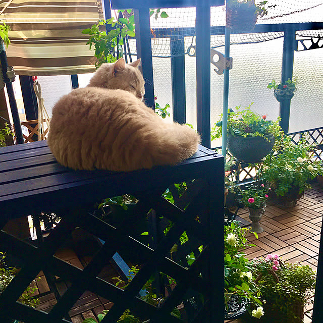 naokoさんの部屋