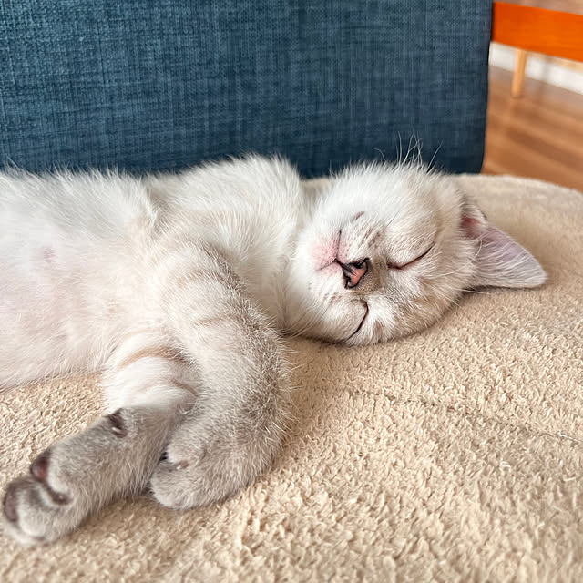 amさんの実例写真