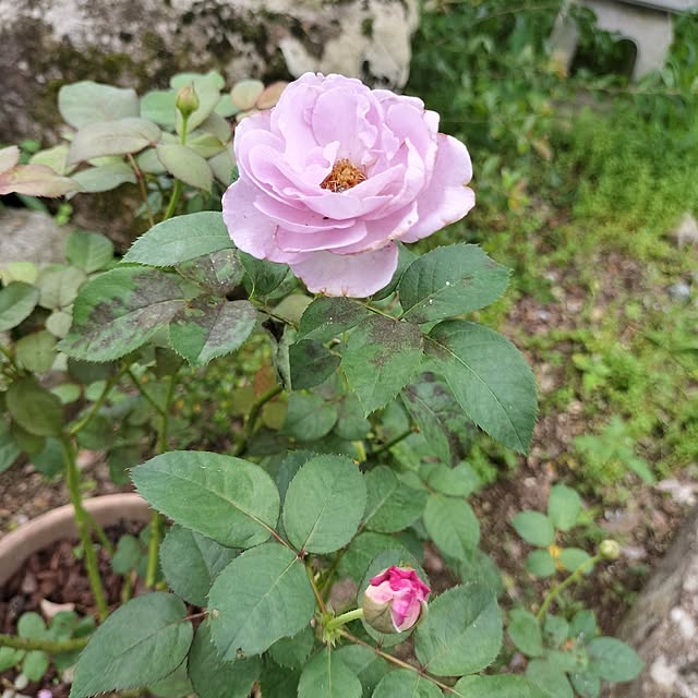 sumimarumiさんの部屋