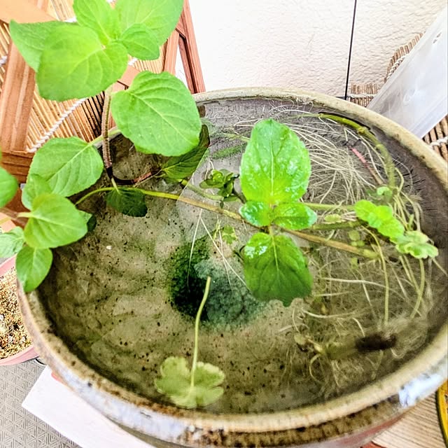 mi-saさんの部屋