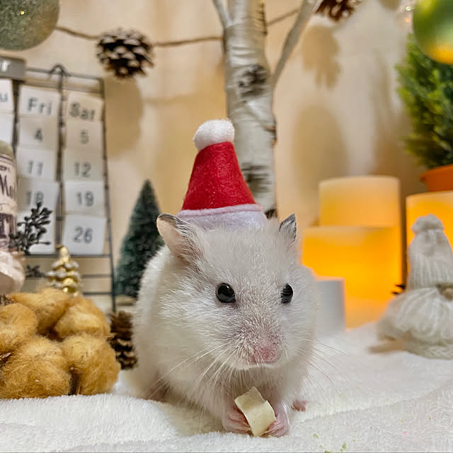 emiさんの実例写真