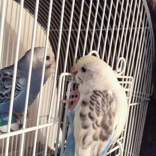 torihanaさんの実例写真