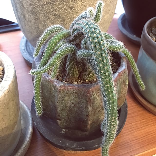 sharoさんの実例写真