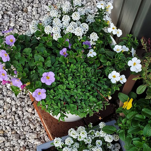 pomさんの部屋