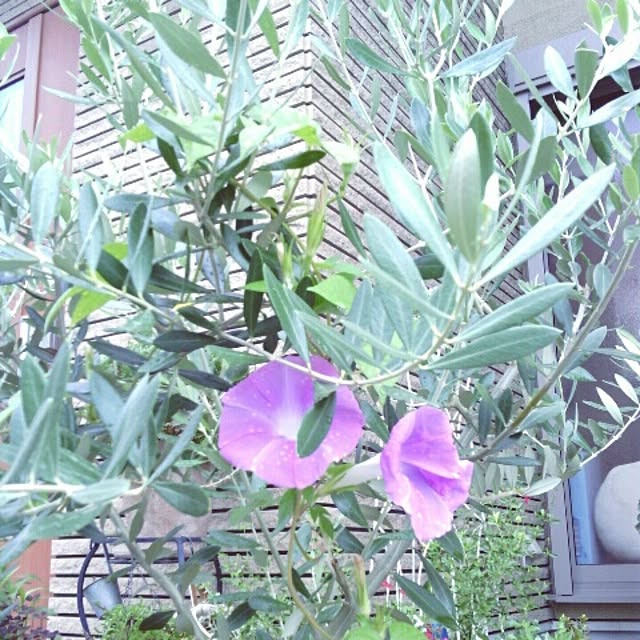 akr29さんの実例写真