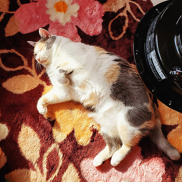 kumutanさんの実例写真