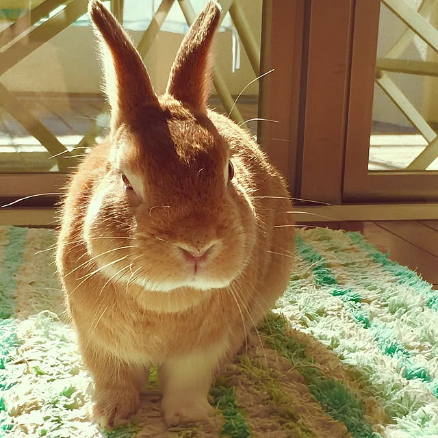 popumaronさんの実例写真