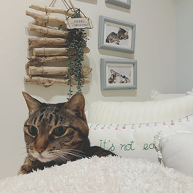 lovecatさんの実例写真