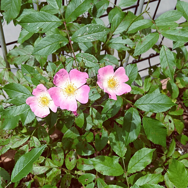 ronさんの実例写真