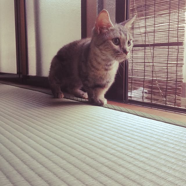 shujiさんの実例写真