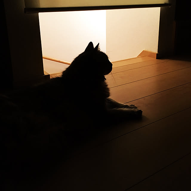 tokoさんの実例写真