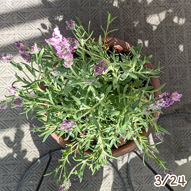 mi-saさんの部屋