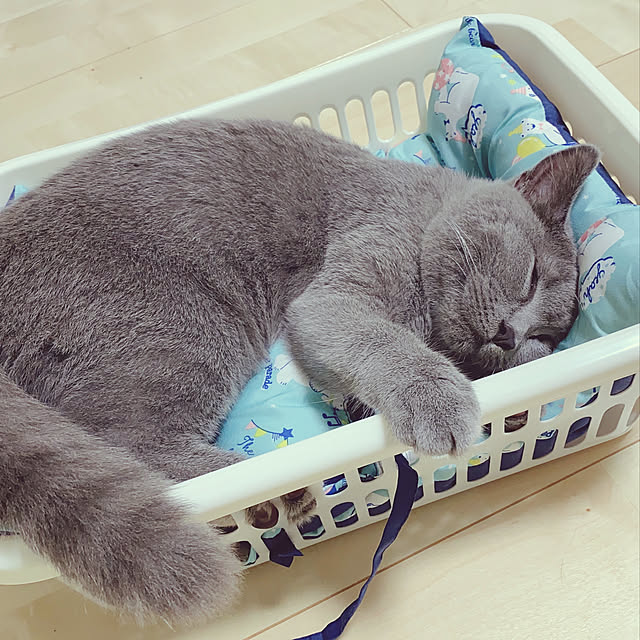 yuyukaさんの実例写真