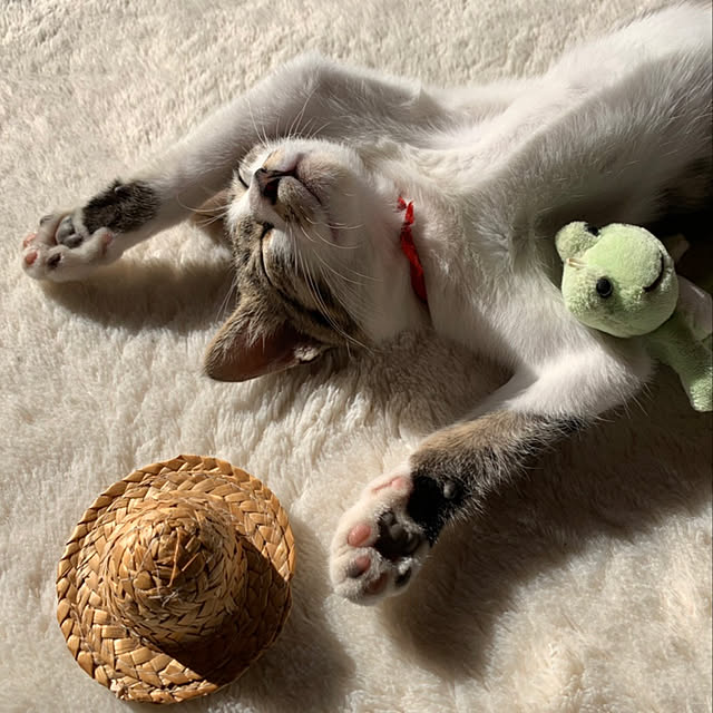 chamさんの実例写真
