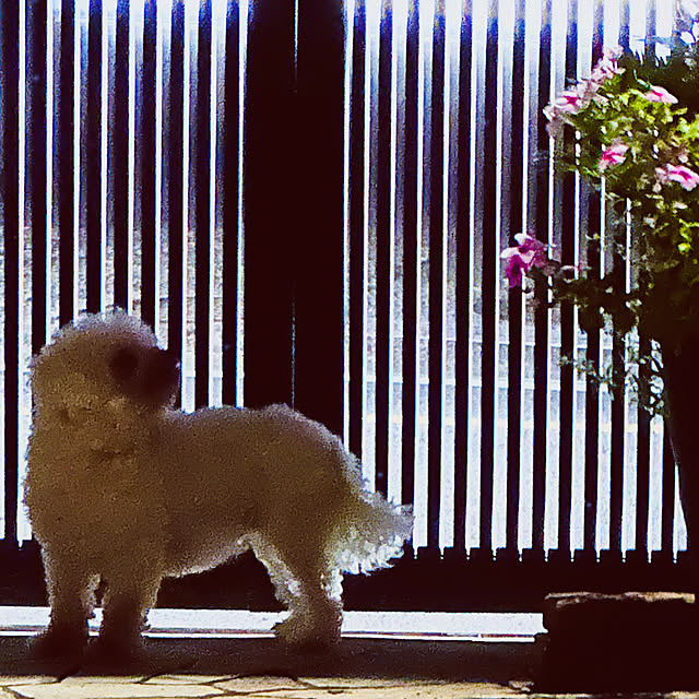 chacoさんの実例写真