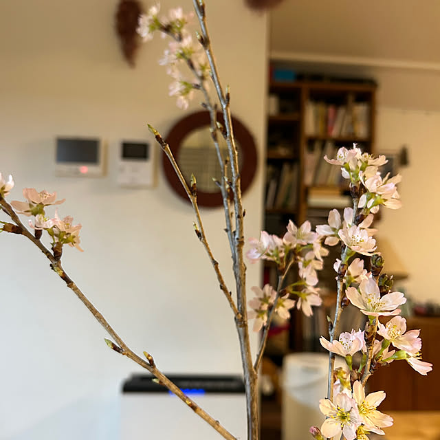 hatsugaさんの部屋