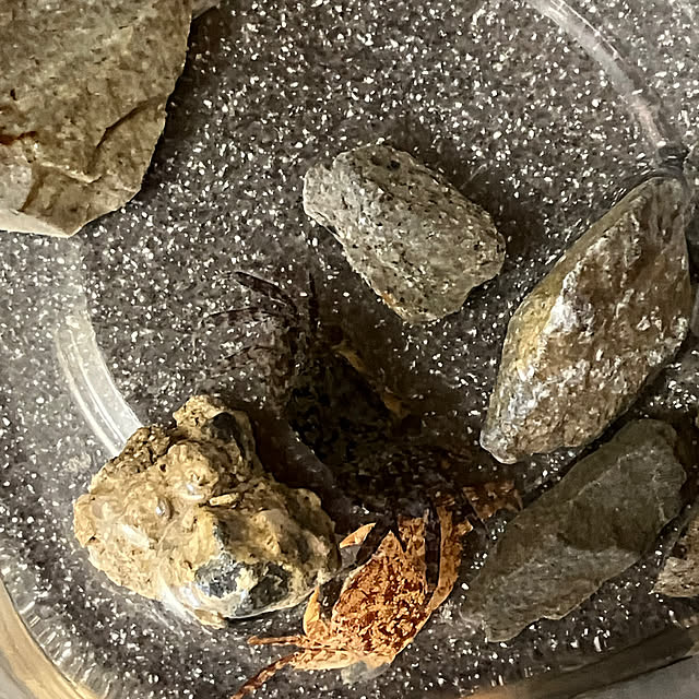 koshiregutyoさんの部屋