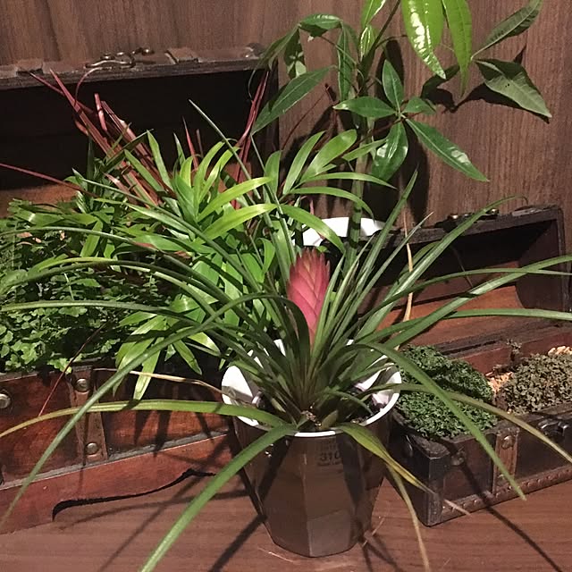 kokepapaさんの実例写真