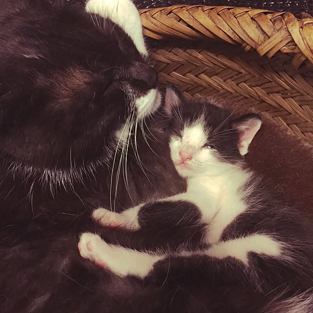 afroさんの実例写真