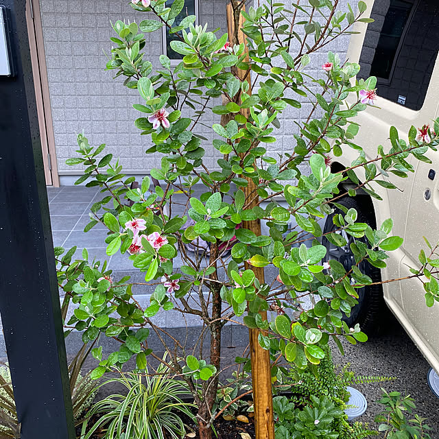 kurumiさんの実例写真