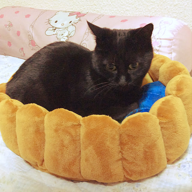 壁/天井/猫のインテリア実例 - 2018-03-13 08:20:43