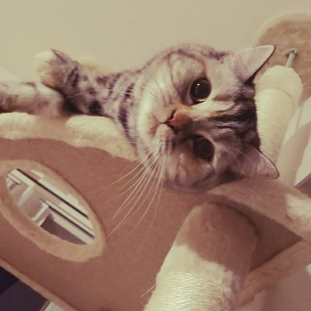 shioさんの実例写真