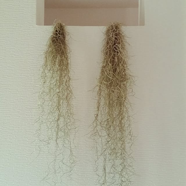 haginostukiさんの実例写真
