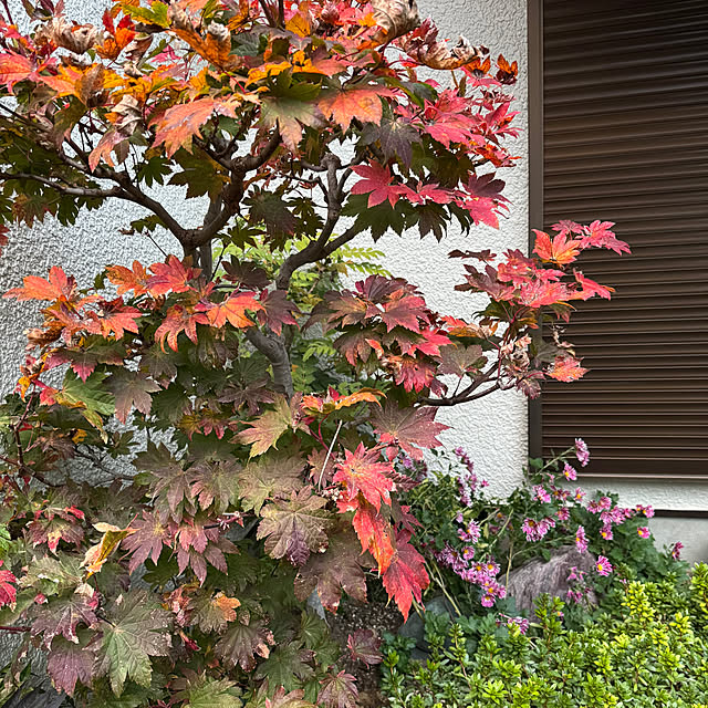 mamizaさんの実例写真