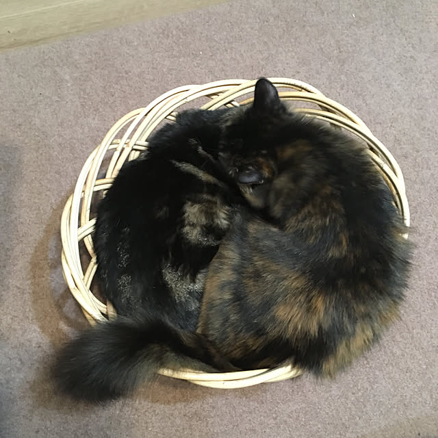 mikomaruさんの実例写真