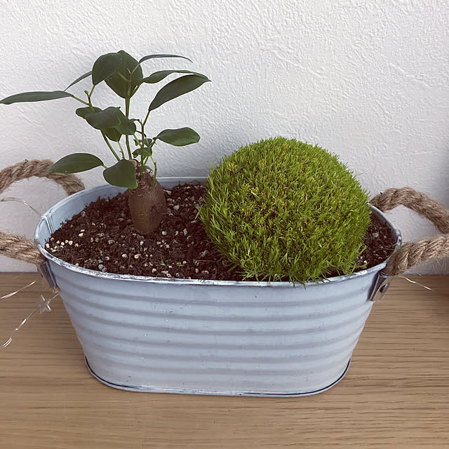 棚/みどりのある暮らし/観葉植物/赤ちゃんのいる暮らし/100均のインテリア実例 - 2018-12-11 11:21:05