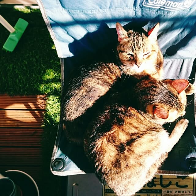 kokesatoさんの実例写真