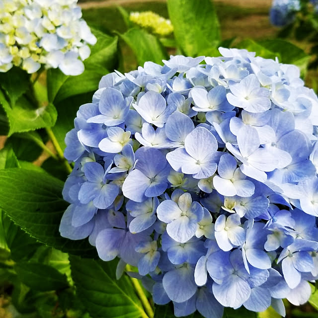 miyukiさんの実例写真