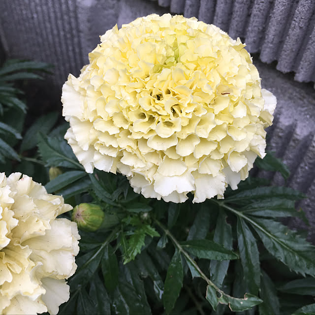 nanachanmamaさんの実例写真