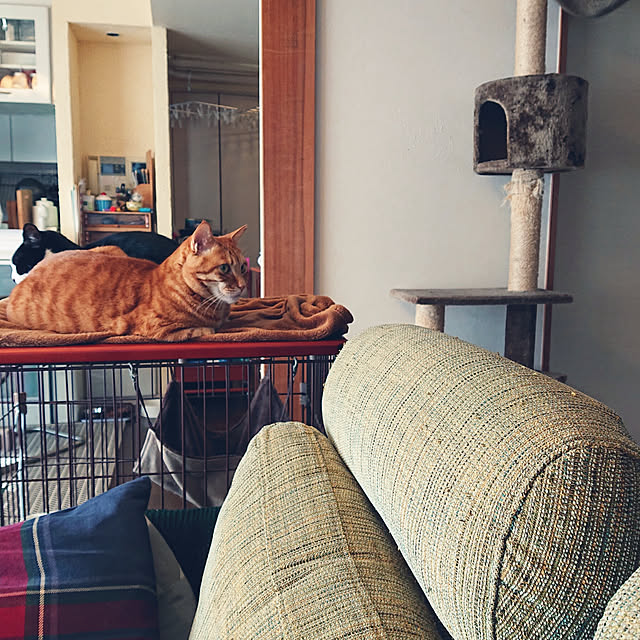 okyosan101さんの実例写真
