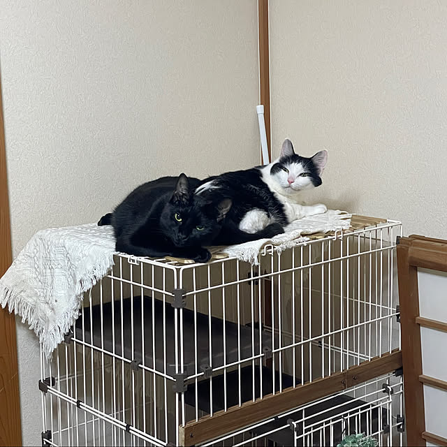 harukaさんの実例写真