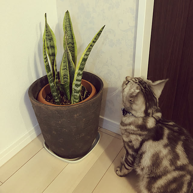 mutsuさんの実例写真