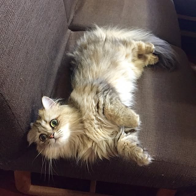 butachanさんの実例写真