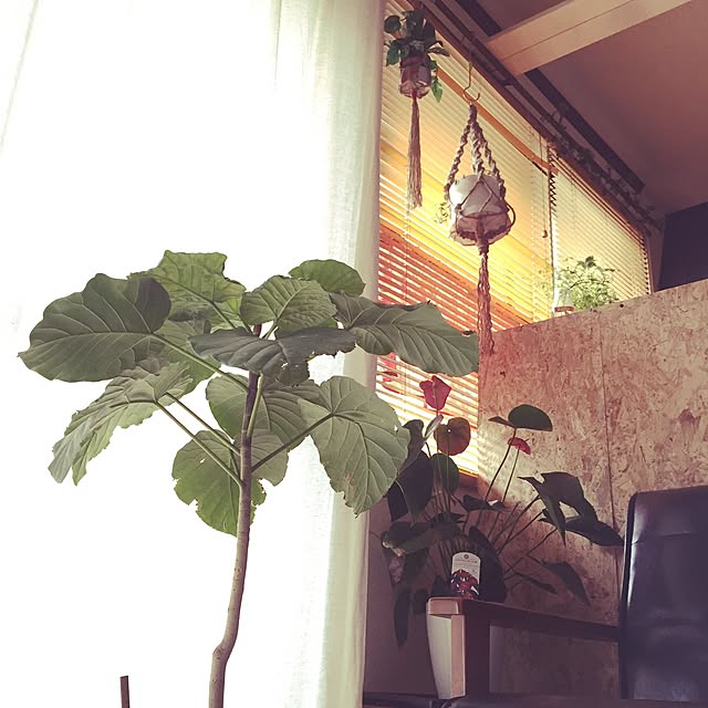 Aachanさんの実例写真