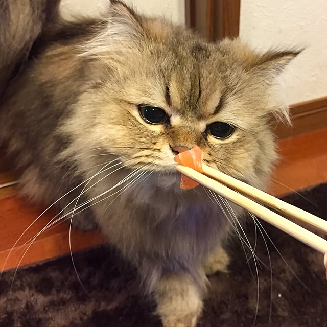 butachanさんの実例写真