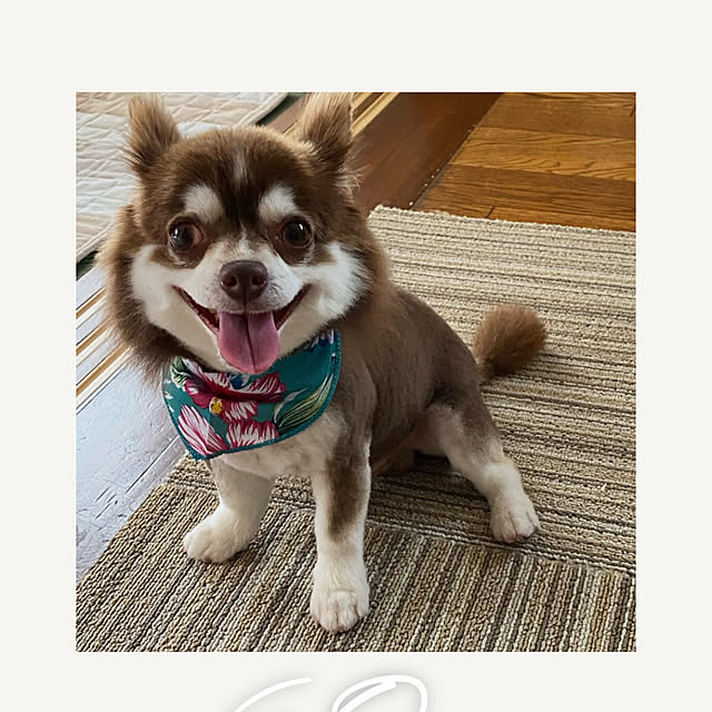 chIoeさんの部屋