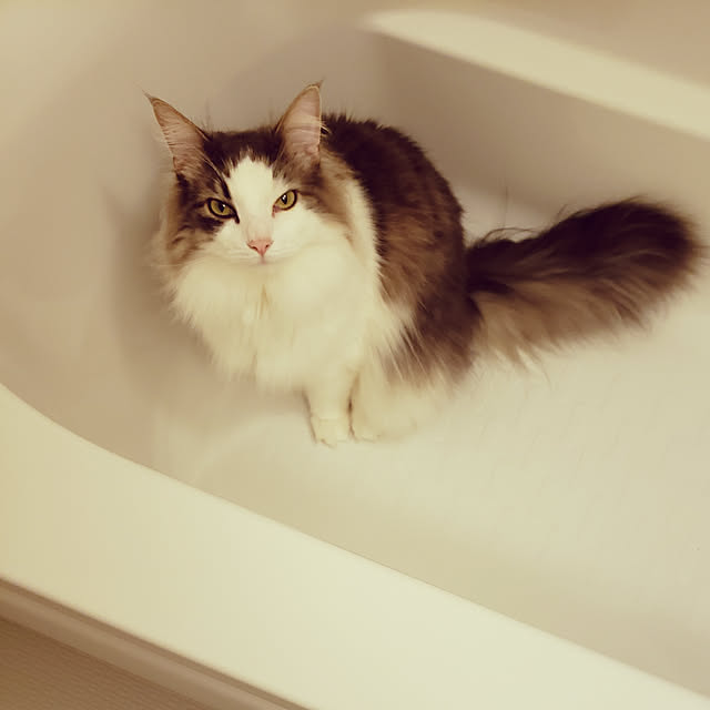 mofさんの実例写真