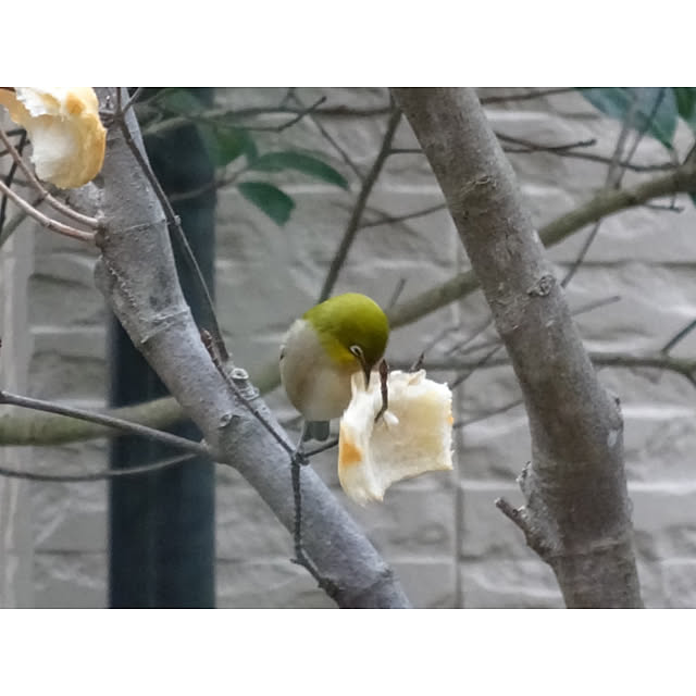 Yumiさんの実例写真