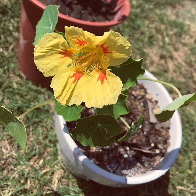 potato07さんの実例写真