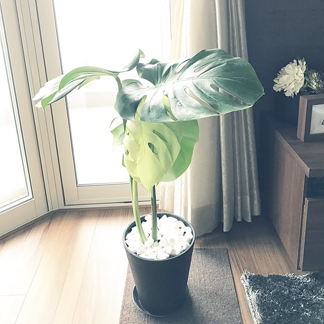kumiさんの実例写真