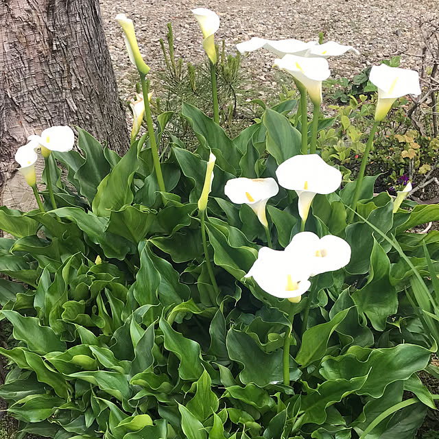 miyu39さんの部屋