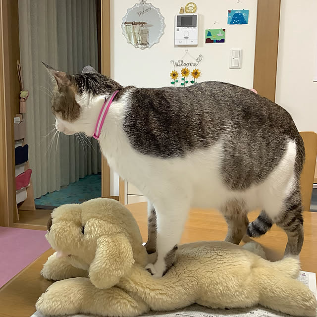 haruminさんの実例写真